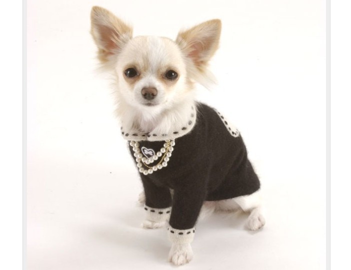 Fashionable glamorous clothing for dogs of small breeds