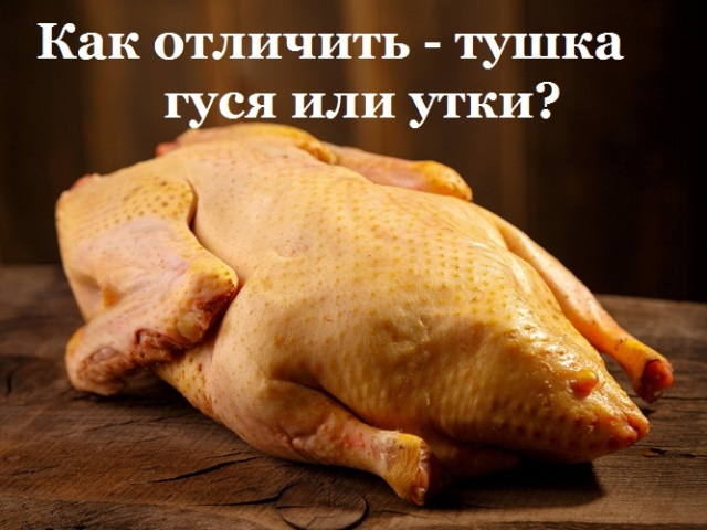 How to distinguish a carcass of a goose from a duck?