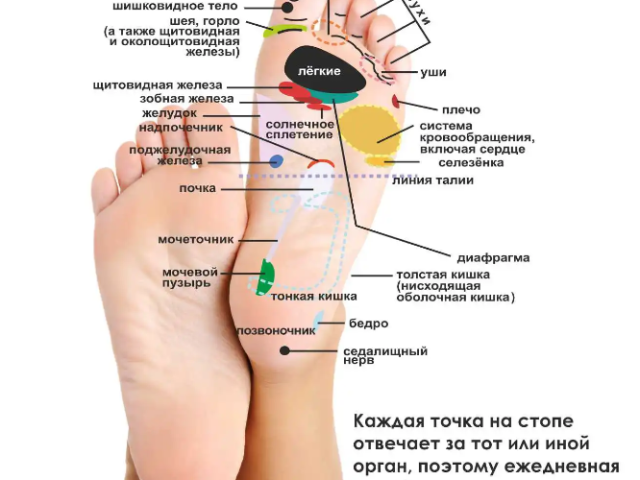 Kakšna je povezava stopala s človeškimi organi: aktivne točke stopala. Pravila masaže stopala: zdravje celotnega organizma