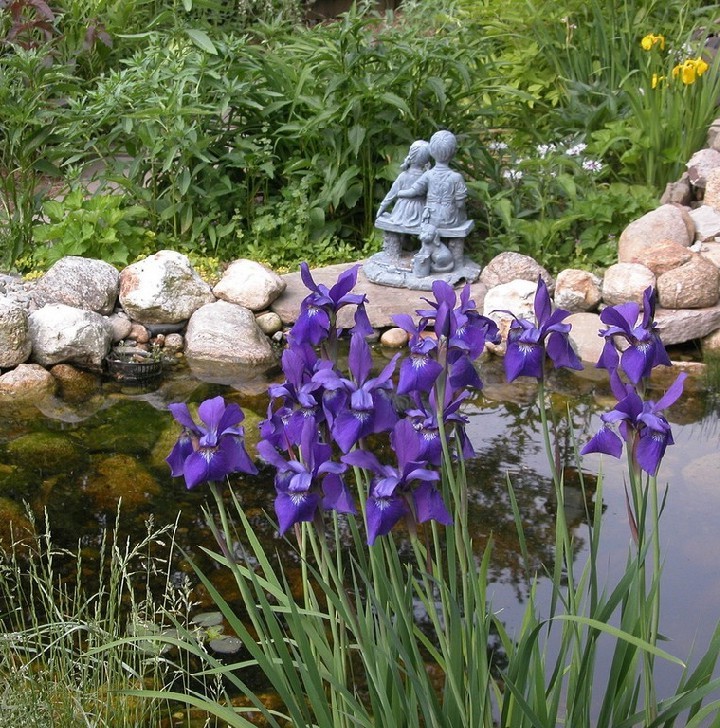 Irises in landscape design, example 3