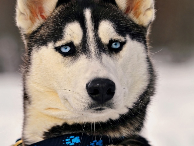 Hunde für Straßeninhalte: Liste der Felsen. Welche Temperatur stehen Hunde im Winter auf der Straße?