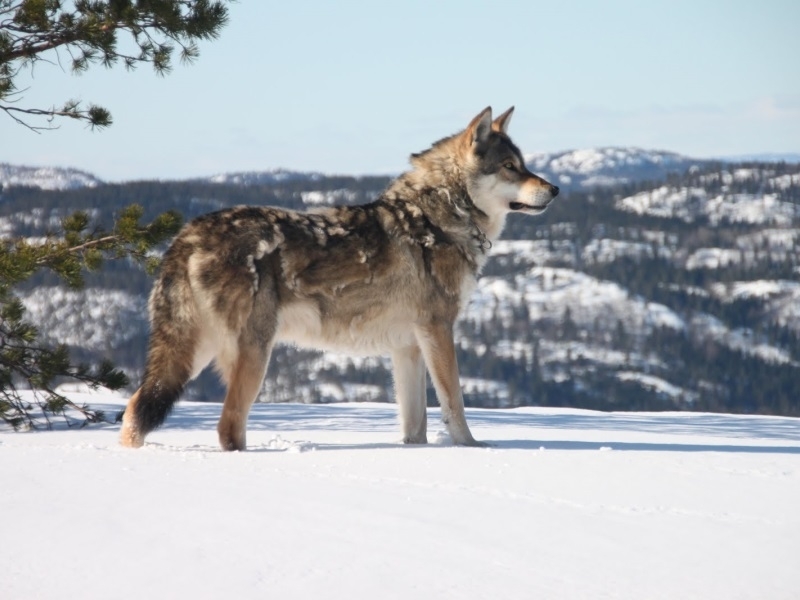 El perro se está derritiendo en invierno: ¿Qué hacer?