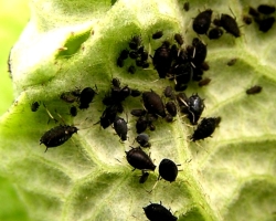 Small white and black midges on tomatoes, seedlings in a greenhouse: how to deal with them? How to treat tomatoes, tomatoes from white and black midges that eat them: drugs, folk remedies. What plants scare away black and white midges on tomatoes?