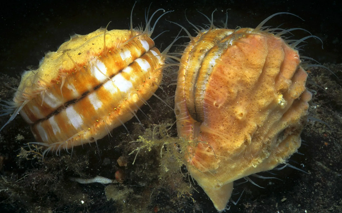 Внешний вид пресноводных моллюсков — пластинчатожаберных