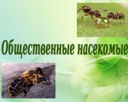 Γιατί οι μέλισσες και τα μυρμήγκια καλούν δημόσια έντομα; Χαρακτηριστικά σύνθετης συμπεριφοράς δημόσιων εντόμων: Περιγραφή. Πώς διαφέρουν τα δημόσια έντομα από την ενιαία: σύγκριση, ομοιότητες και διαφορές