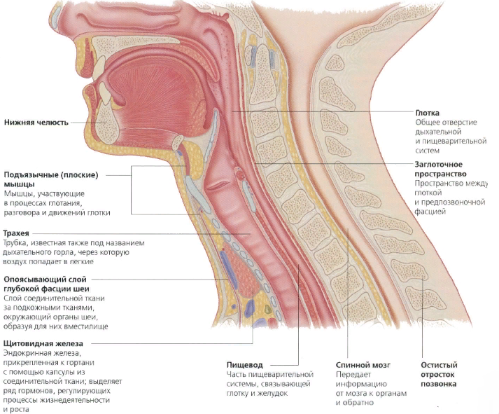 Na vratu na levi strani osebe so notranji organi, mišice