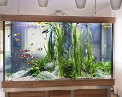 Куда можно поставить аквариум по Фен-Шуй