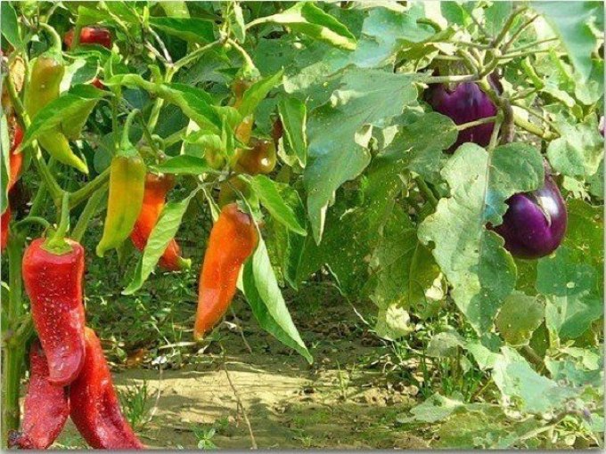 Você pode plantar pimenta perto da berinjela