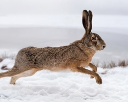 Hare Rtukak dan Belyat: Deskripsi Hewan untuk Anak -anak untuk Pelajaran Di sekitar Dunia