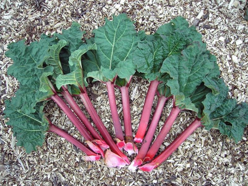 Peu de gens savent que la confiture d'origine peut être préparée à partir de la rhubarbe