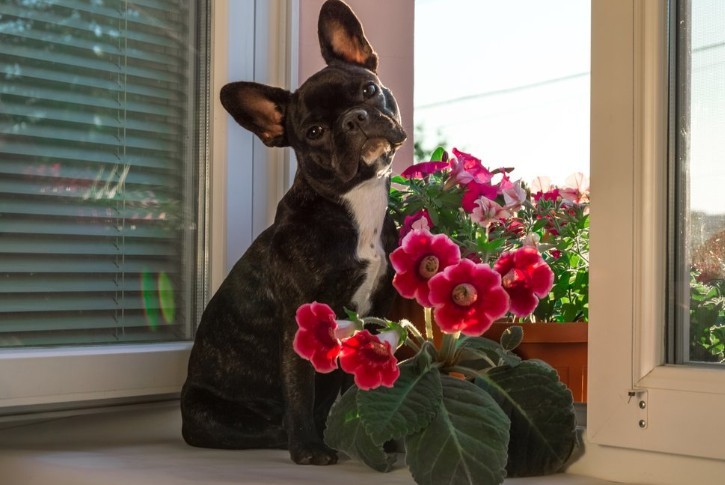 Flor de gloxinia