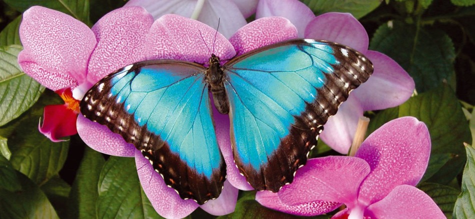 Mariposario del Drago, Costa del Sol, Španielsko