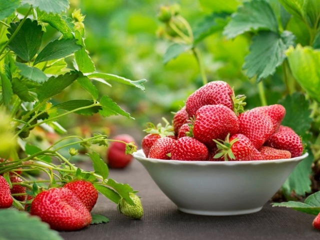 Quelle est la différence entre les fraises de réparation et les fraises de jardin ordinaires? Moyens d'atterrissage, de reproduction et de soins