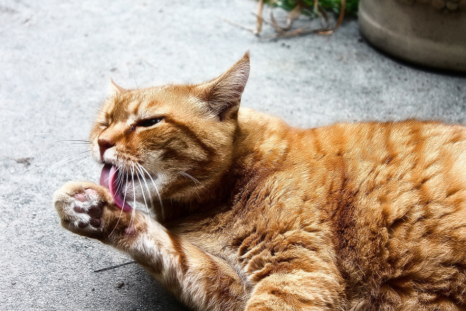 Какими паразитами и глистами можно заразиться от кошек?