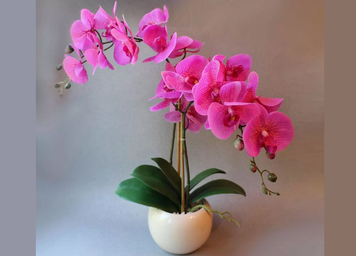 Орхидея — цветок-талисман