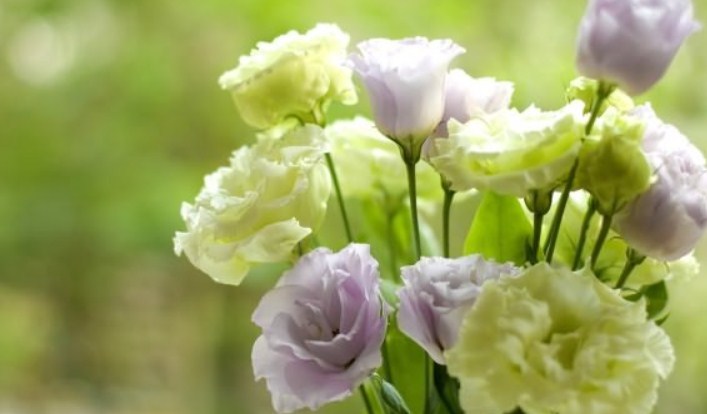 When fulfilling all the advice of Eustoma, it can stand in a vase for a very long time