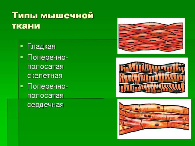 Smooth and cross-striped human muscle tissue-features, structure and functions, properties and signs: a scheme with a description. What does the muscle tissue of the heart, tongue, and human stomach consist of?