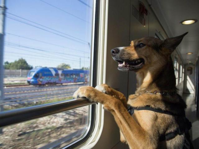 Как перевозить собаку в поезде? Можно ли перевозить собаку в поезде — нужен ли билет?