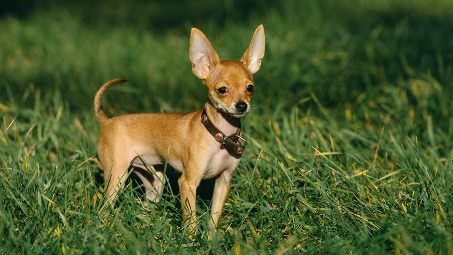 Порода, цена. ТОП 20 пород самых маленьких собак в мире