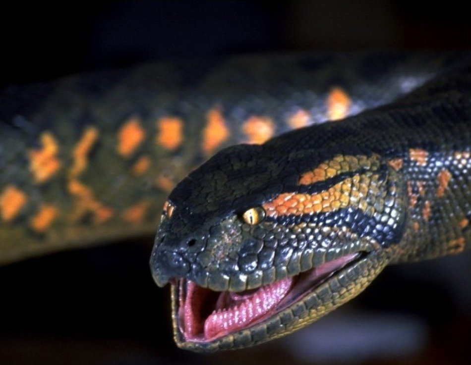 Укус большой змеи во сне обещает выздоровление болеющим.