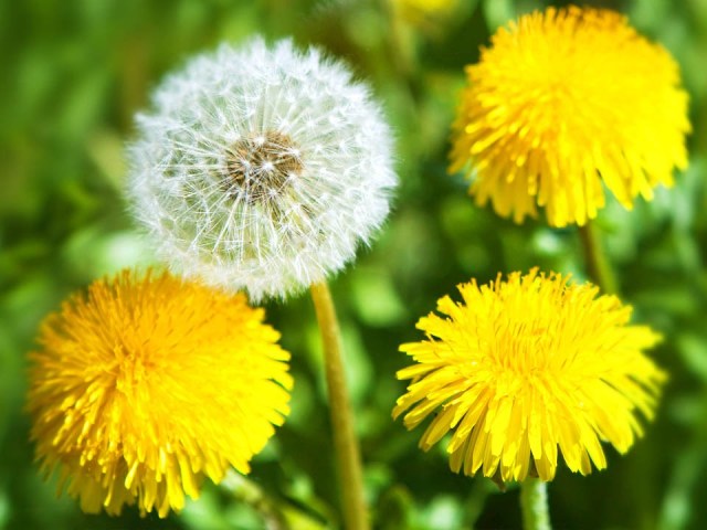 How to use a dandelion for face and hair? How are the leaves, roots, flowers and dandelion juice in cosmetology useful?