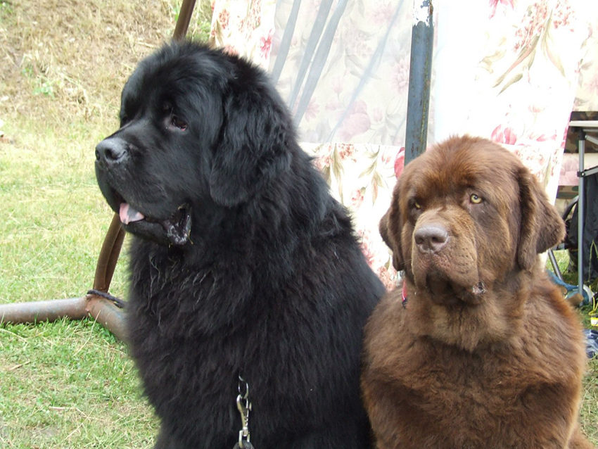 Newfoundland pse barva - siva, črna, rjava, čokolada, srebrna, črna in bela: fotografije