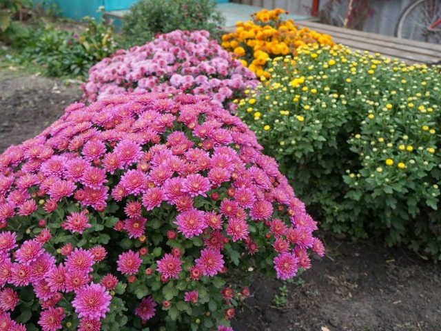 Chrysanthemums - Planter et partir sur terre libre. Comment faire pousser du chrysanthème, des fleurs coulant. Quand planter des chrysanthèmes en plein air?
