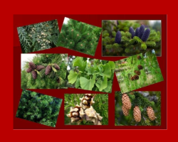 Cum diferă plantele de acoperire de gimnosperme - Care sunt aceste plante: Exemple