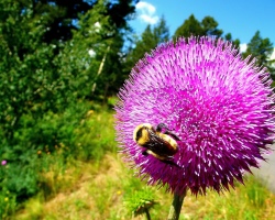 Righting liver restoration. How to clean the liver with a milk thistle?