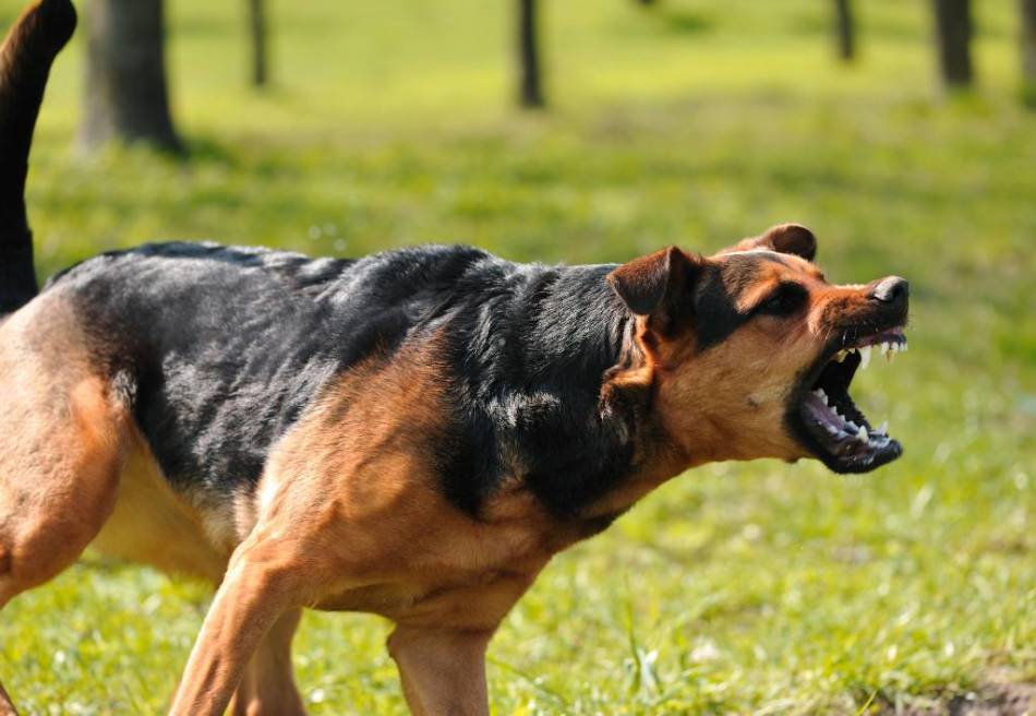 L'attaque du chien