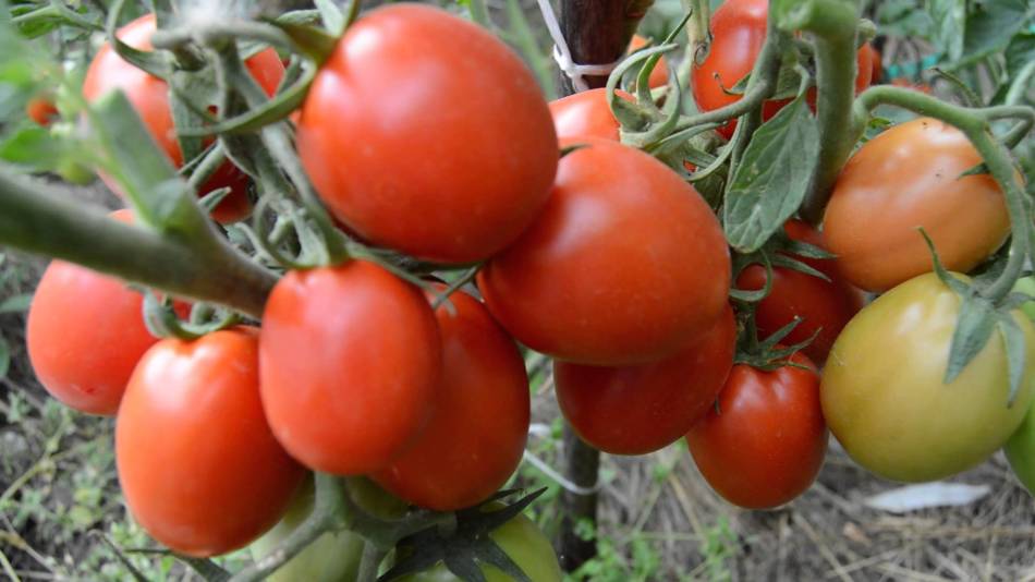 Можно ли сажать помидоры после огурцов, перцев, на одном и том же месте?