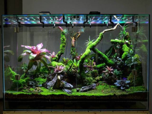 How to make and arrange a terrarium for a turtle, lizard, snails, snakes, iguans, chameleon, plants, flowers, spiders, geckone, ants, rodents, hamster, runner, cockroaches, agama, mantis: ideas of suspended and desktop terrariums, drawings, description, description, description a photo