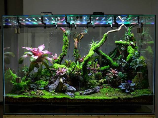 Cómo hacer y organizar un terrario para una tortuga, lagarto, caracoles, serpientes, iguas, camaleón, plantas, flores, arañas, geckone, hormigas, roedores, hámster, corredores, cucarachas, agama, mantis: ideas de terrarios suspendidos y de escritorio, dibujos, descripción, descripción, descripción foto