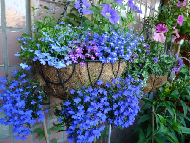 Quand et comment planter du pétunia dans un kashpo dans la rue? Les meilleures variétés de pétunias pour les pots suspendus: liste, noms. Pétunia est ampleux et buisson: combien de morceaux de semis à planter dans un pot et à quelle distance les uns des autres?