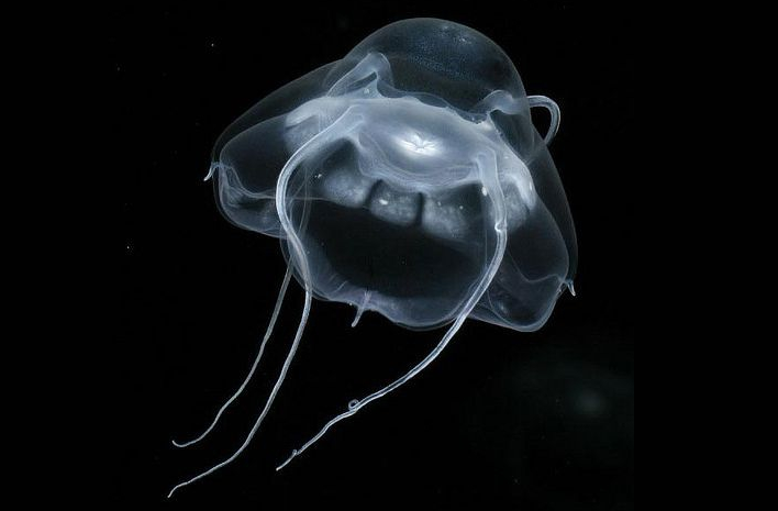 Медуза «дарт вейдер» или наркомедуза
