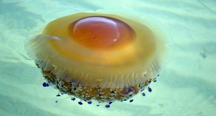 Медуза «жареное яйцо»