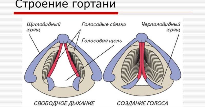 Анатомическое строение гортани