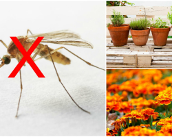 Kako prestrašiti in se boriti proti komarjem v poletni koči na vrtnem območju? Ljudska sredstva za komarje za poletno kočo
