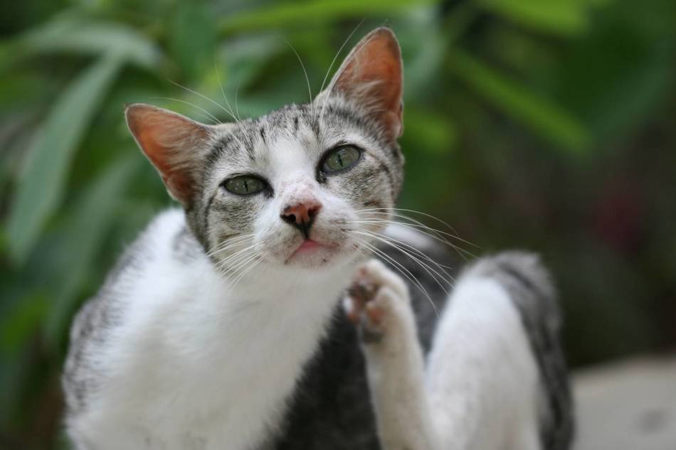 Hogyan lehet megvédeni magát a macskák parazitákkal és rovaraival való fertőzés ellen?