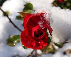 Fedje le vagy ne takarja le a téli rózsákat? Megéri -e a rózsaszín bokrok etetése a télen? Hogyan lehet megvédeni egy göndör rózsa, rózsabokrot, egy standard rózsa, egy parkban lévő rózsa, lopó rózsa? Hogyan lehet megmenteni a rózsa dugványokat télen?