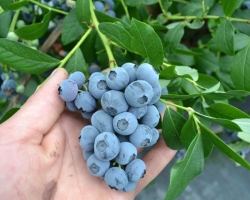 Garden blue blue - landing in the fall and spring: care, top dressing, pruning, fighting diseases, the best varieties for the middle strip. How to propagate a garden blueberry, transplant, cover for the winter? How to acidify the soil for the blueberries of garden?
