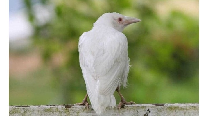 Corbeau blanc