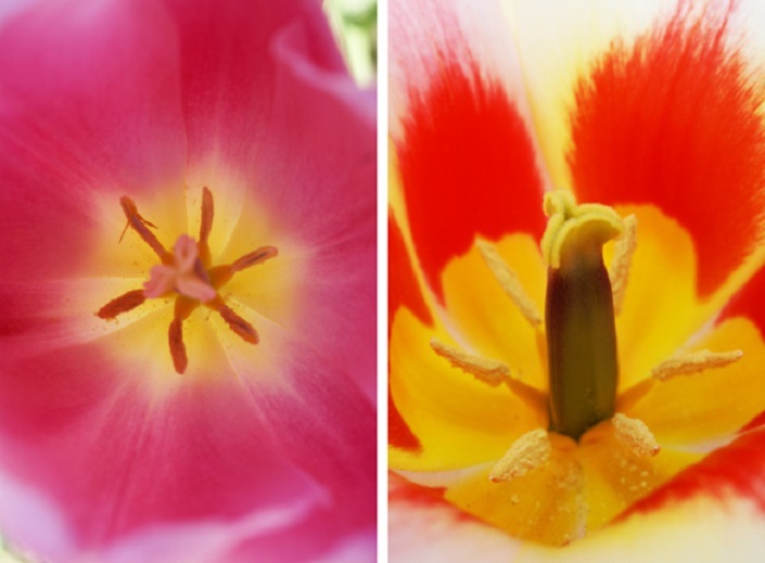 Пыльники тюльпана (6 шт.): их удаление может продлить жизнь срезанного цветка