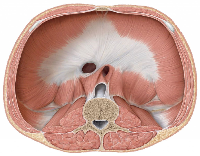 Изображение 4. мягкие ткани грудной клетки: диафрагма в разрезе.