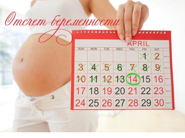 С какого дня начинается отсчет беременности?