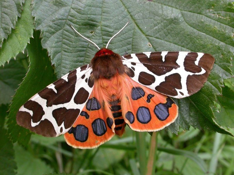 Γιατί ονειρεύεστε να τραβήξετε φωτογραφίες από μια πεταλούδα;