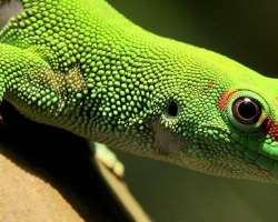 What is the similarity and difference of Triton and lizards: comparison, photo