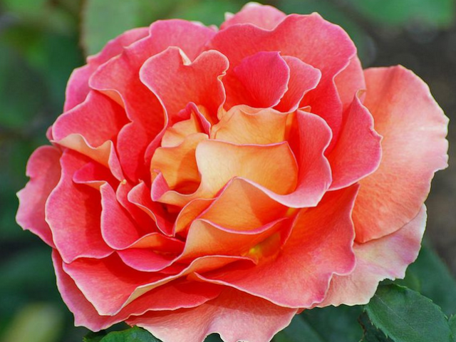 Teh Rose - Seberapa berbeda dari mawar biasa: tanda -tanda. Nilai teh mawar