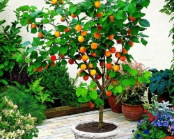 Bagaimana cara menumbuhkan pohon aprikot dari benih dengan benar?