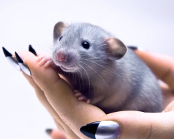 Le contenu du rat de maison décoratif: soins, baignade, alimentation, recommandations, une liste des meilleurs shampooings et rats pour rats